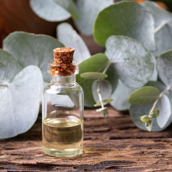 Eucalyptus Relief
